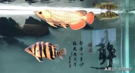 龍魚水溫|養龍魚常見的問題，新手養龍問題專區。魚缸尺寸？養龍水溫？如。